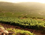 Israel – a land of many blessings, including wine