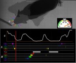 How mammals respond to novelty