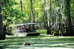 photo - Honey Island Swamp tours take passengers through a landscape untouched by time